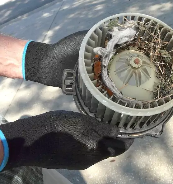 About Air Duct Mice Removal in Rock Island, IL